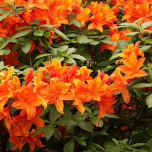 Rhododendron 'Golden Eagle'